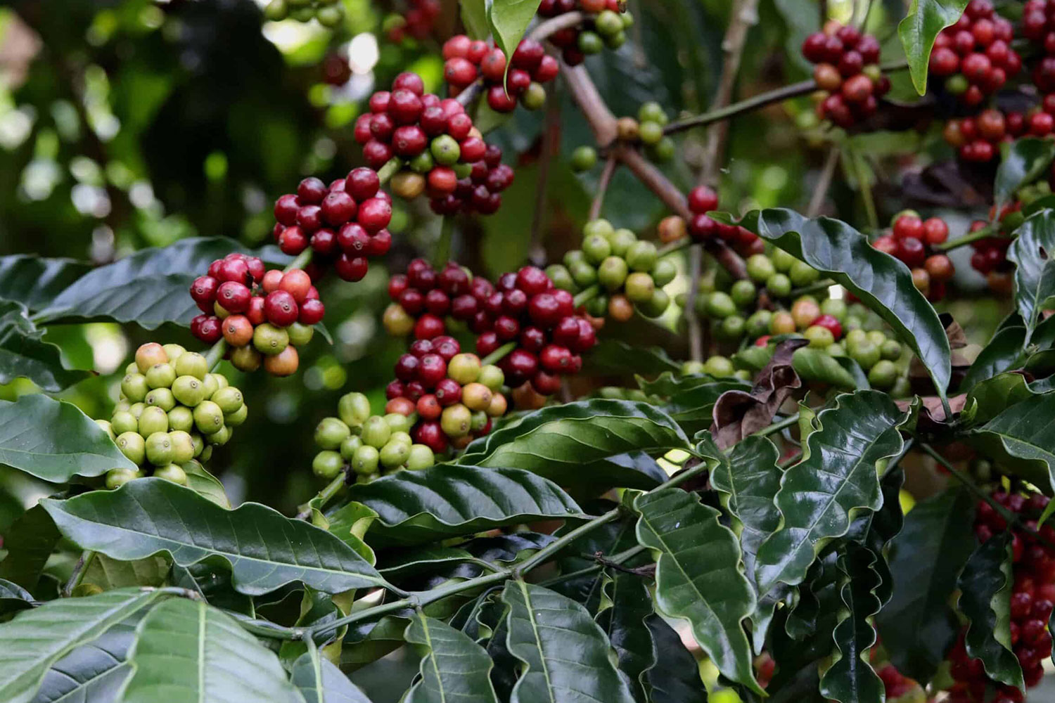 Coffee Plantations