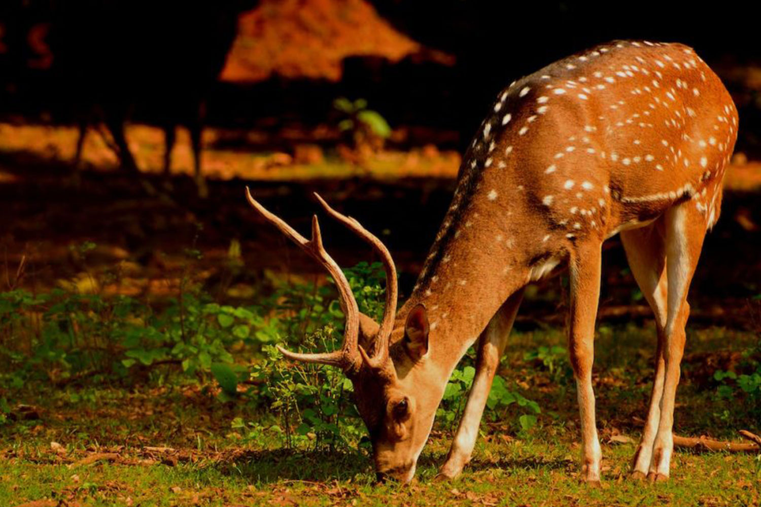 Pushpagiri Wildlife Sanctuary