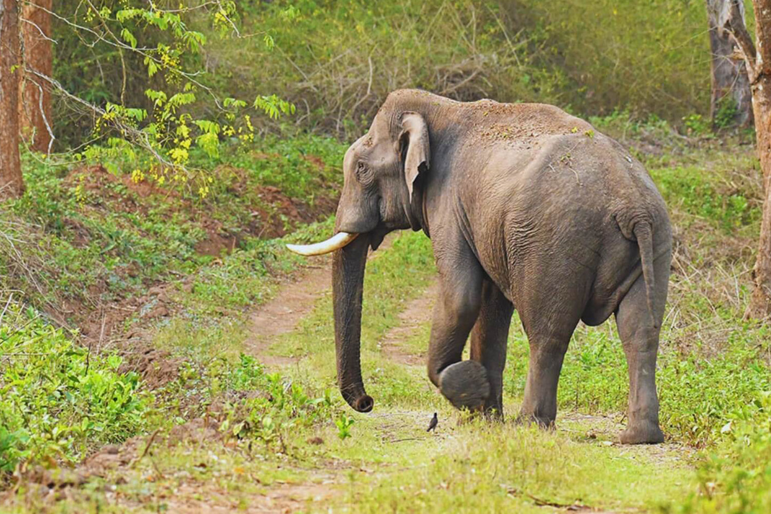 Pushpagiri Wildlife Sanctuary near Somwarpet